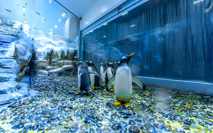 Dubai Aquarium and Underwater Zoo Tickets