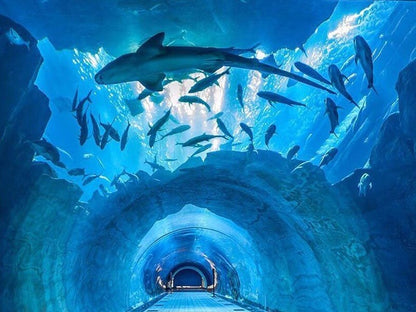 Dubai Aquarium and Underwater Zoo Tickets