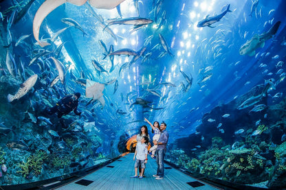 Dubai Aquarium and Underwater Zoo Tickets