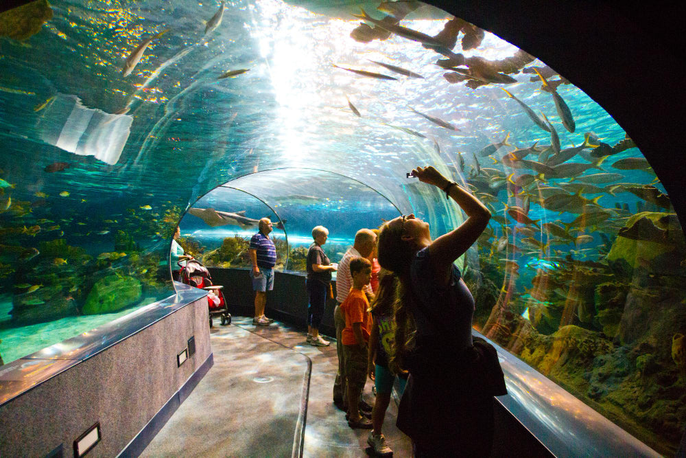 Dubai Aquarium and Underwater Zoo Tickets