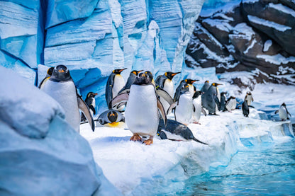 SeaWorld Yas Island Abu Dhabi Tickets