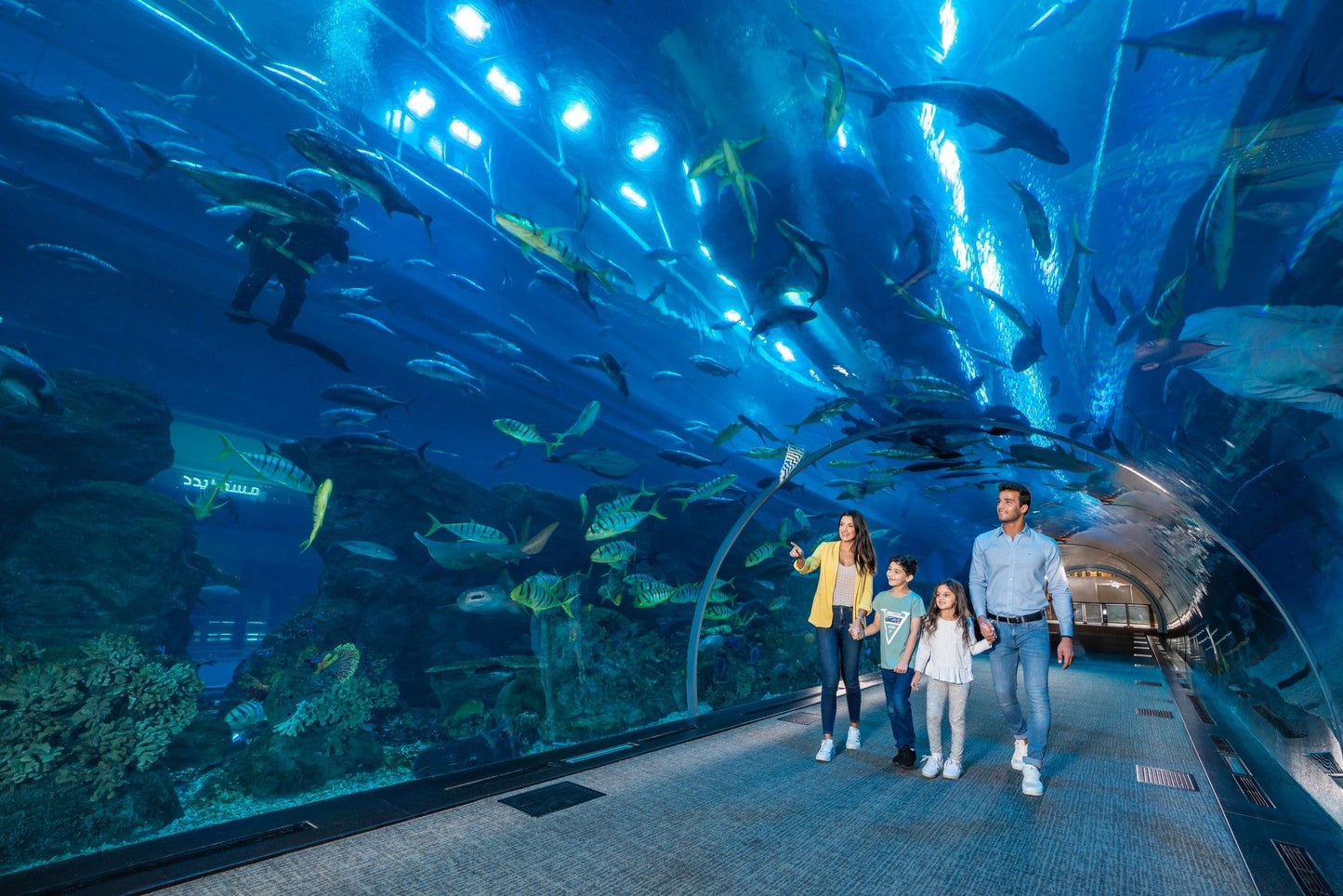 Dubai Aquarium and Underwater Zoo Tickets