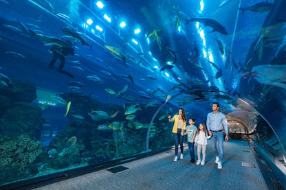 Dubai Aquarium and Underwater Zoo Tickets