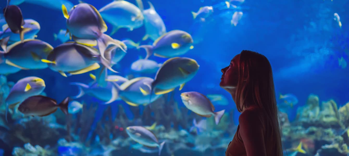 Dubai Aquarium and Underwater Zoo Tickets