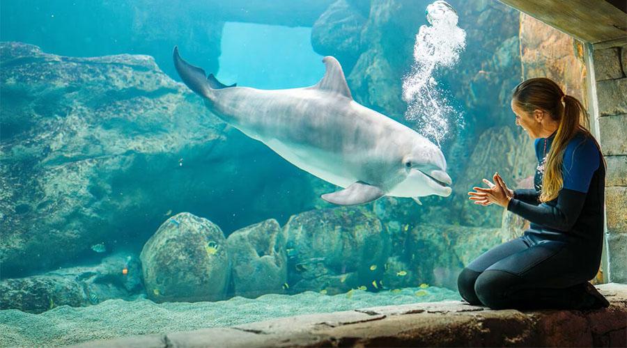 SeaWorld Yas Island Abu Dhabi Tickets