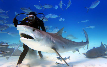 Dubai Aquarium and Underwater Zoo Tickets